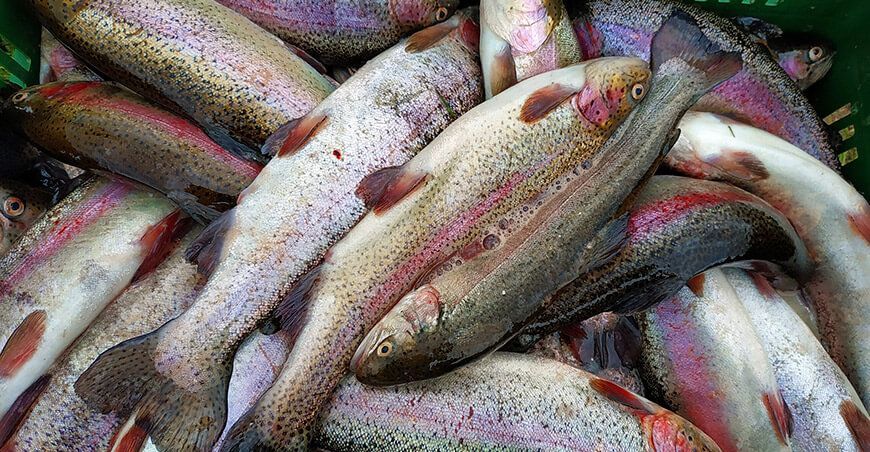 Festival de la Trucha regresa a Cayma con su segunda edición