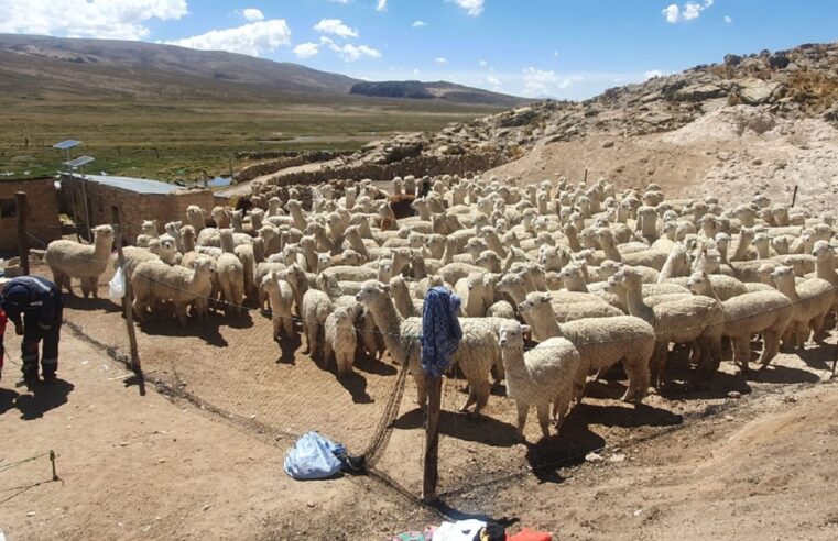 Alpaqueros exigen más centros de acopio en Arequipa