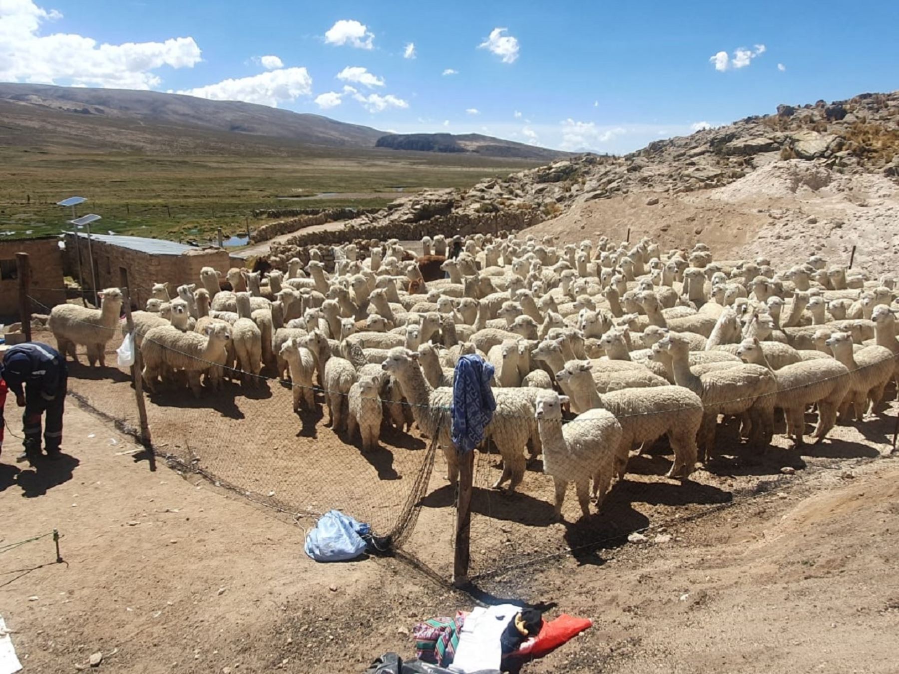 Alpaqueros exigen más centros de acopio en Arequipa