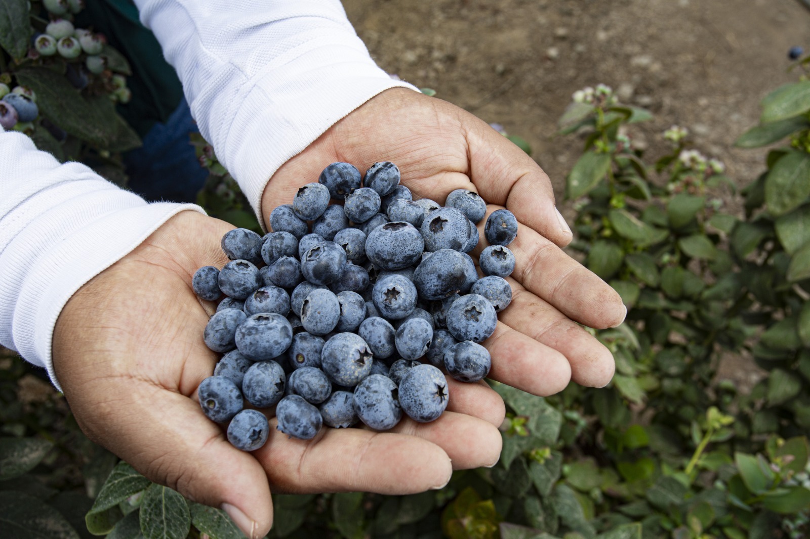 Sector agropecuario creció 8,8 % por producción de arándano y cacao