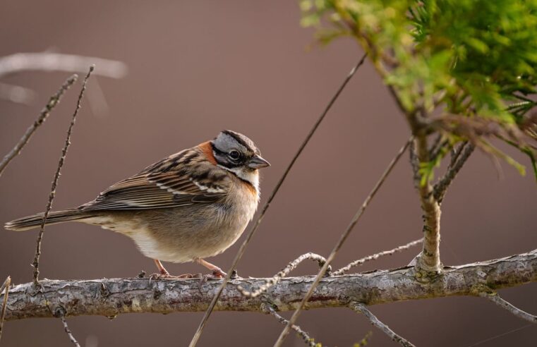 El canto de las aves ahora alertan la contaminación en la ciudad