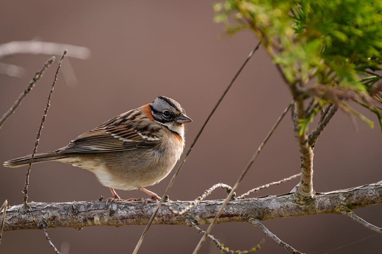 El canto de las aves ahora alertan la contaminación en la ciudad