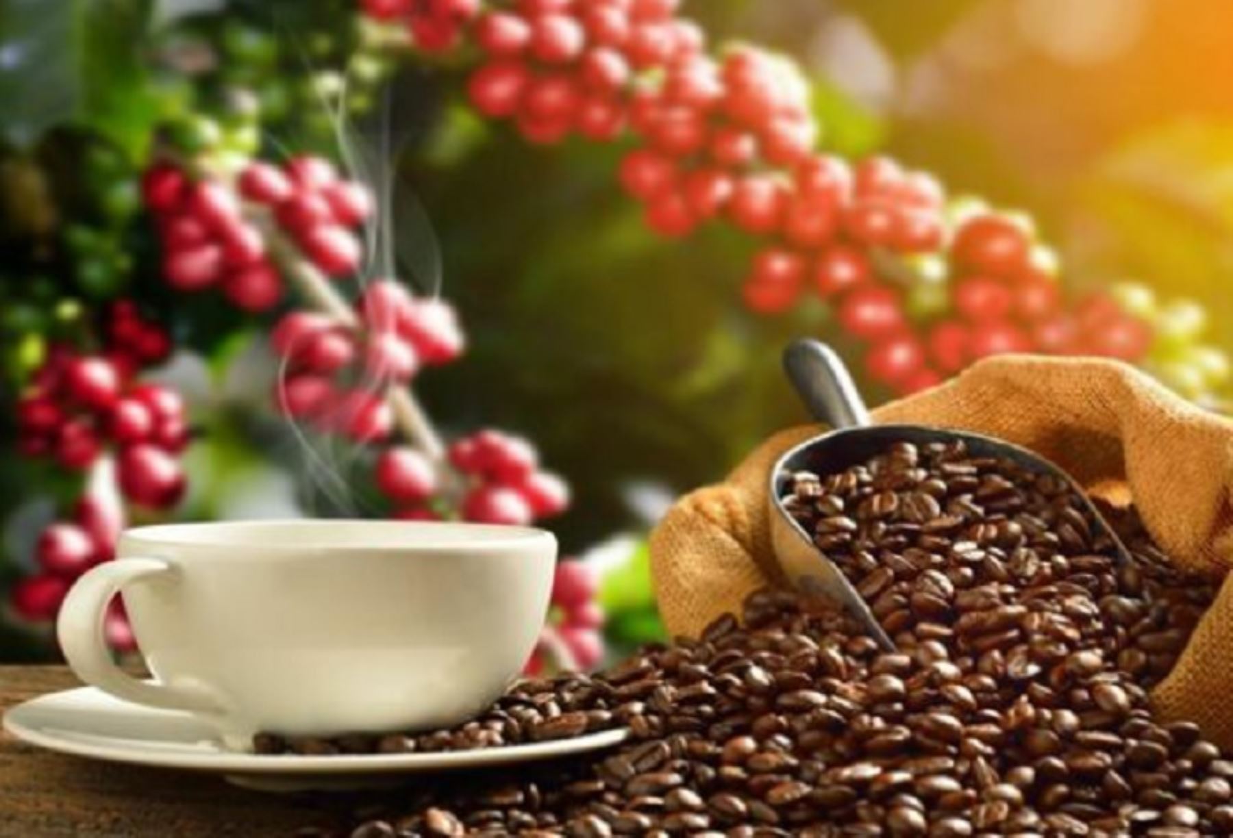 Consumo total de café fuera del hogar en Perú alcanzó 7.6 millones de kilos