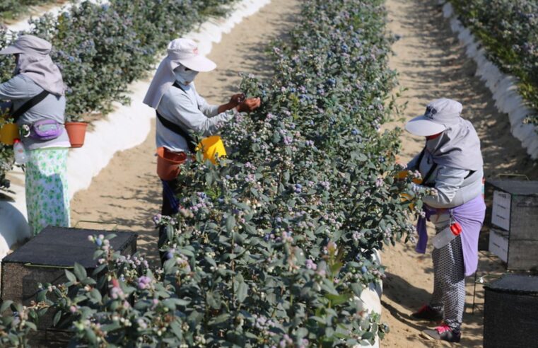 Con envío de US$ 10 194 millones Perú superaría a Chile en agroexportaciones