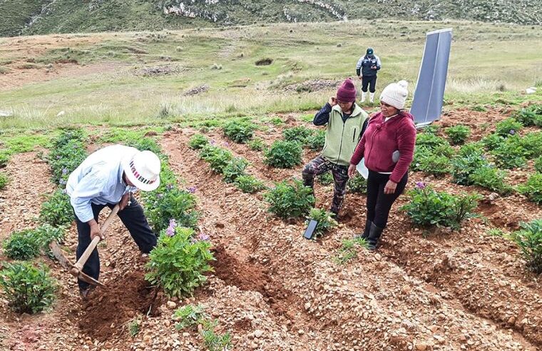 Solo el 20 % de agricultores utilizan semilla certificada