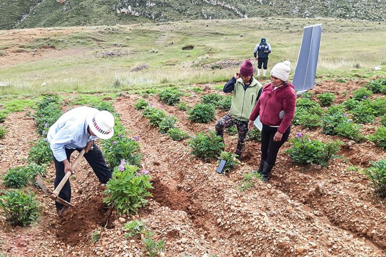 Solo el 20 % de agricultores utilizan semilla certificada