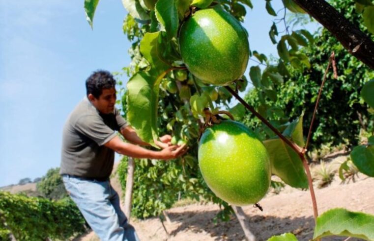 Exportaciones peruanas de maracuyá con mejores perspectivas este 2025