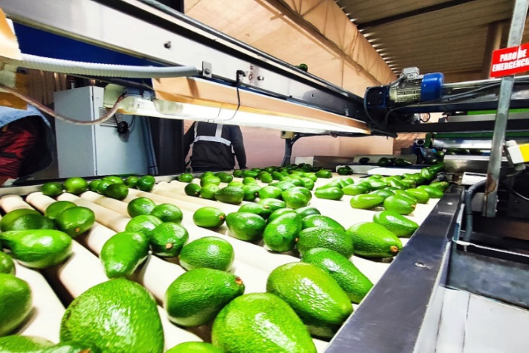 Agroexportaciones peruanas tienen potencial de crecimiento en Francia