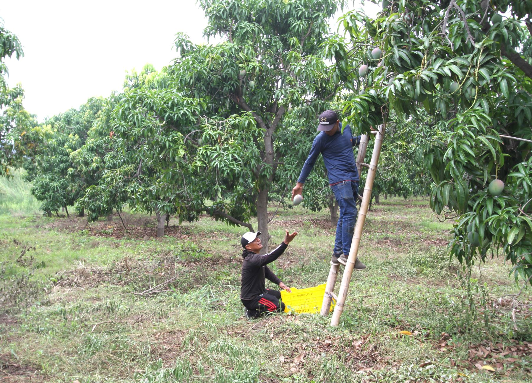 Combaten moscade la fruta con fondos de canon