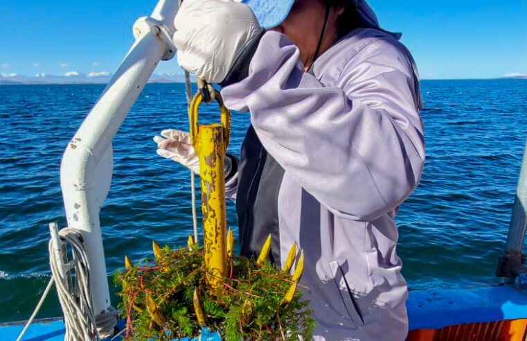 Evalúan vegetación sumergida y la calidad de agua en el lago Titicaca