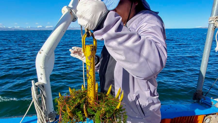 Evalúan vegetación sumergida y la calidad de agua en el lago Titicaca