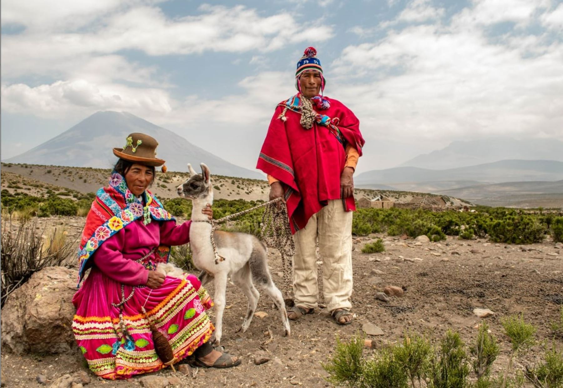 Día de la Alpaca: ¿Por qué es símbolo de identidad cultural y textil de Perú?