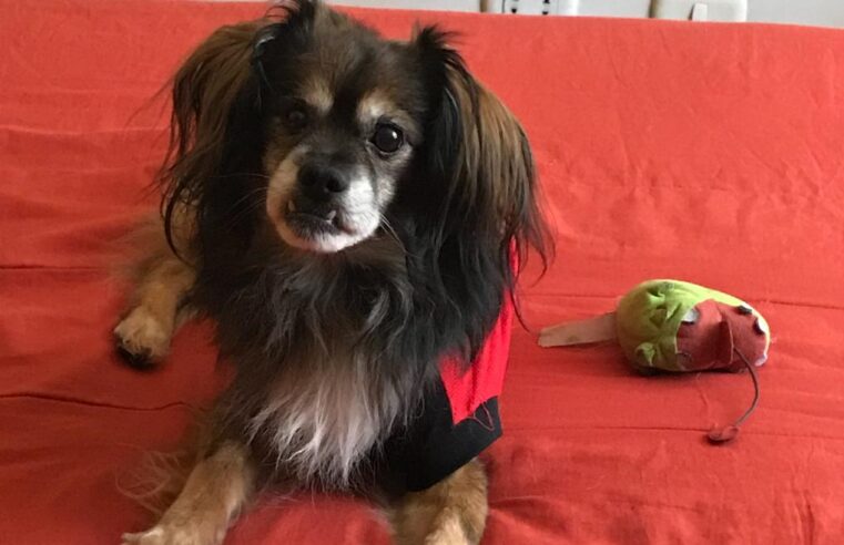 Las mascotas como hijos y compañeros de vida