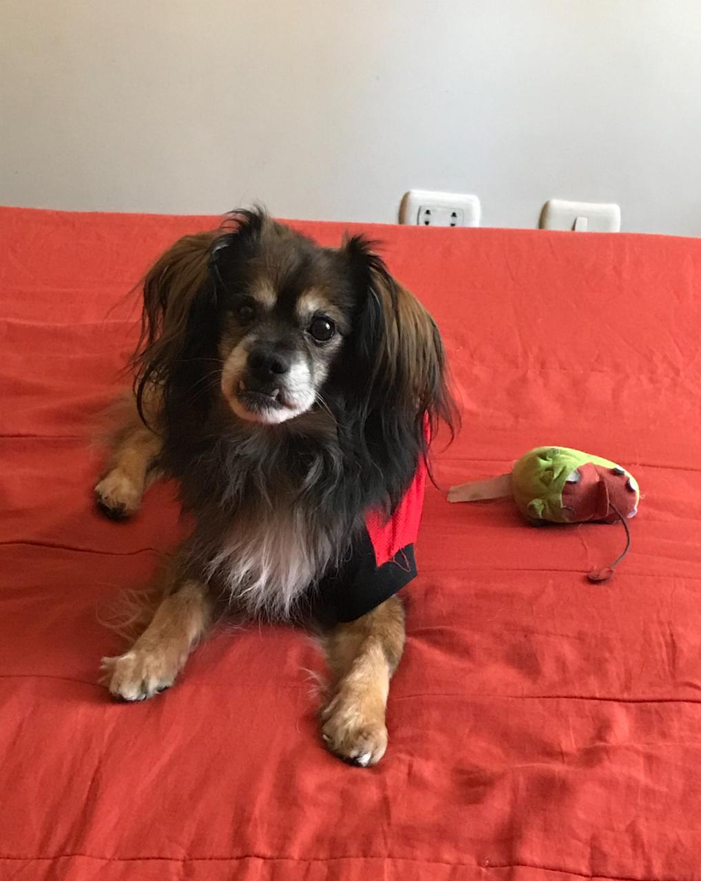 Las mascotas como hijos y compañeros de vida