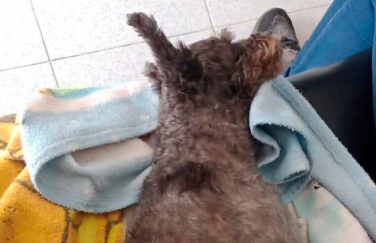 JUSTICIA PARA FRIDA. Multan con más de S/ 21 mil a veterinaria por mala praxis a perrita