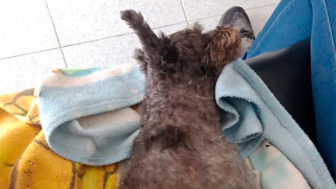 JUSTICIA PARA FRIDA. Multan con más de S/ 21 mil a veterinaria por mala praxis a perrita
