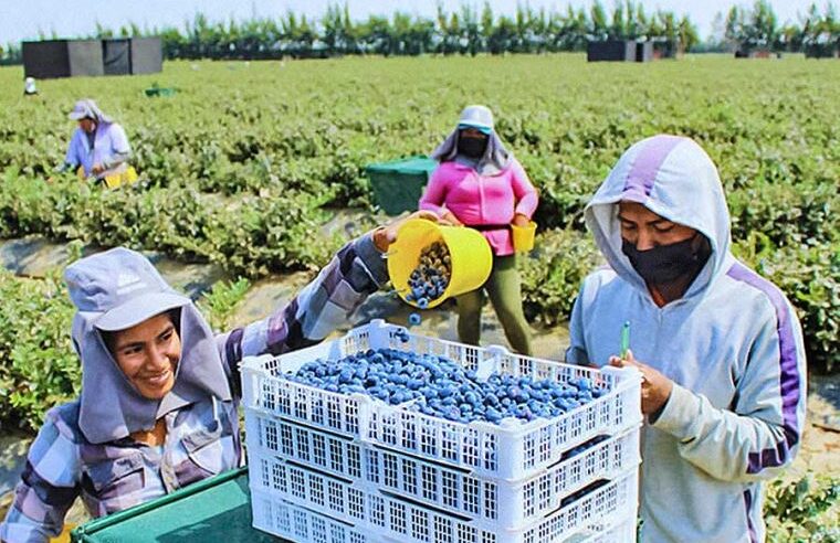 Perú superaría a Chile este año en agroexportaciones