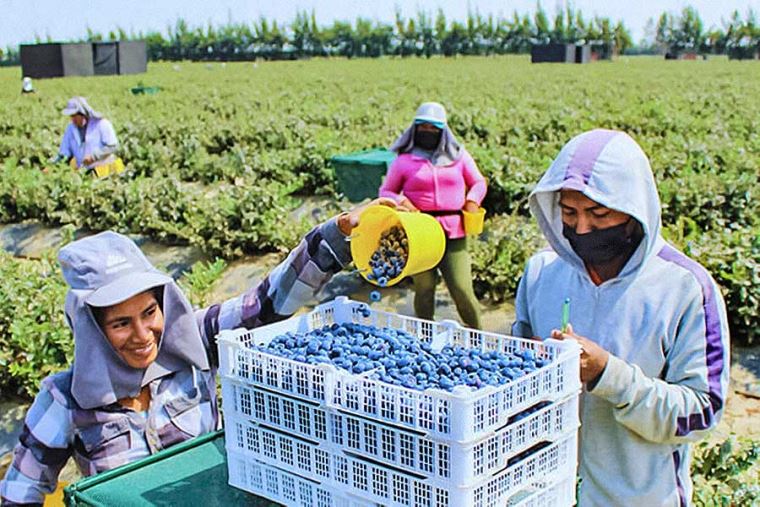 Perú superaría a Chile este año en agroexportaciones