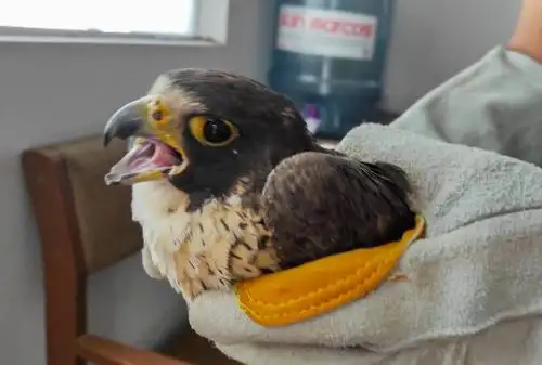 Liberan en su hábitat a halcón peregrino