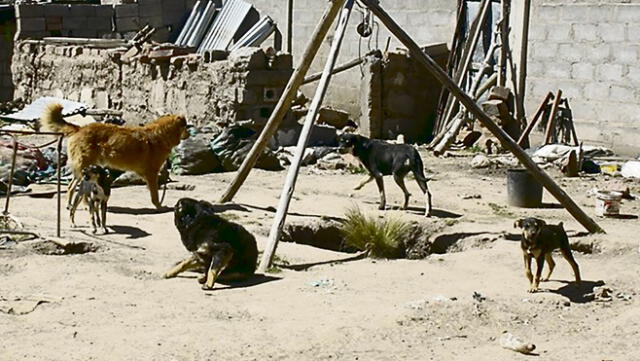 Invasores abandonan perritos en los terrenos que se apropian