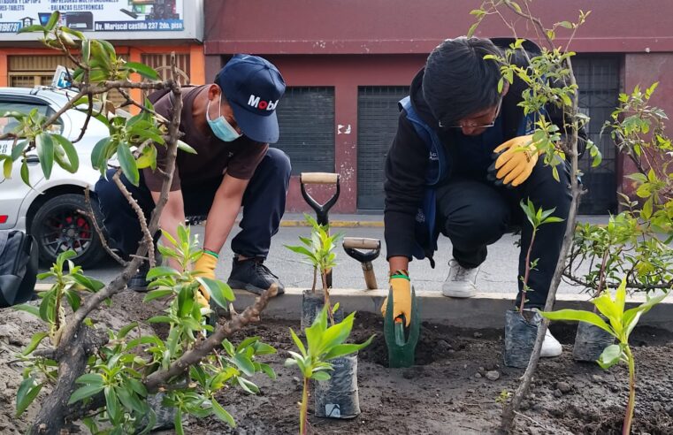Plantaron 1000 mioporos en avenida Mariscal Castilla por el Día del Arbol