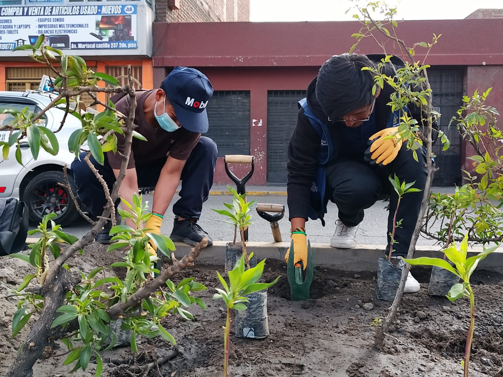 Plantaron 1000 mioporos en avenida Mariscal Castilla por el Día del Arbol