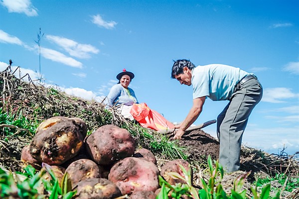 Más de 25 mil agricultores esperan por proyecto de titulación de predios