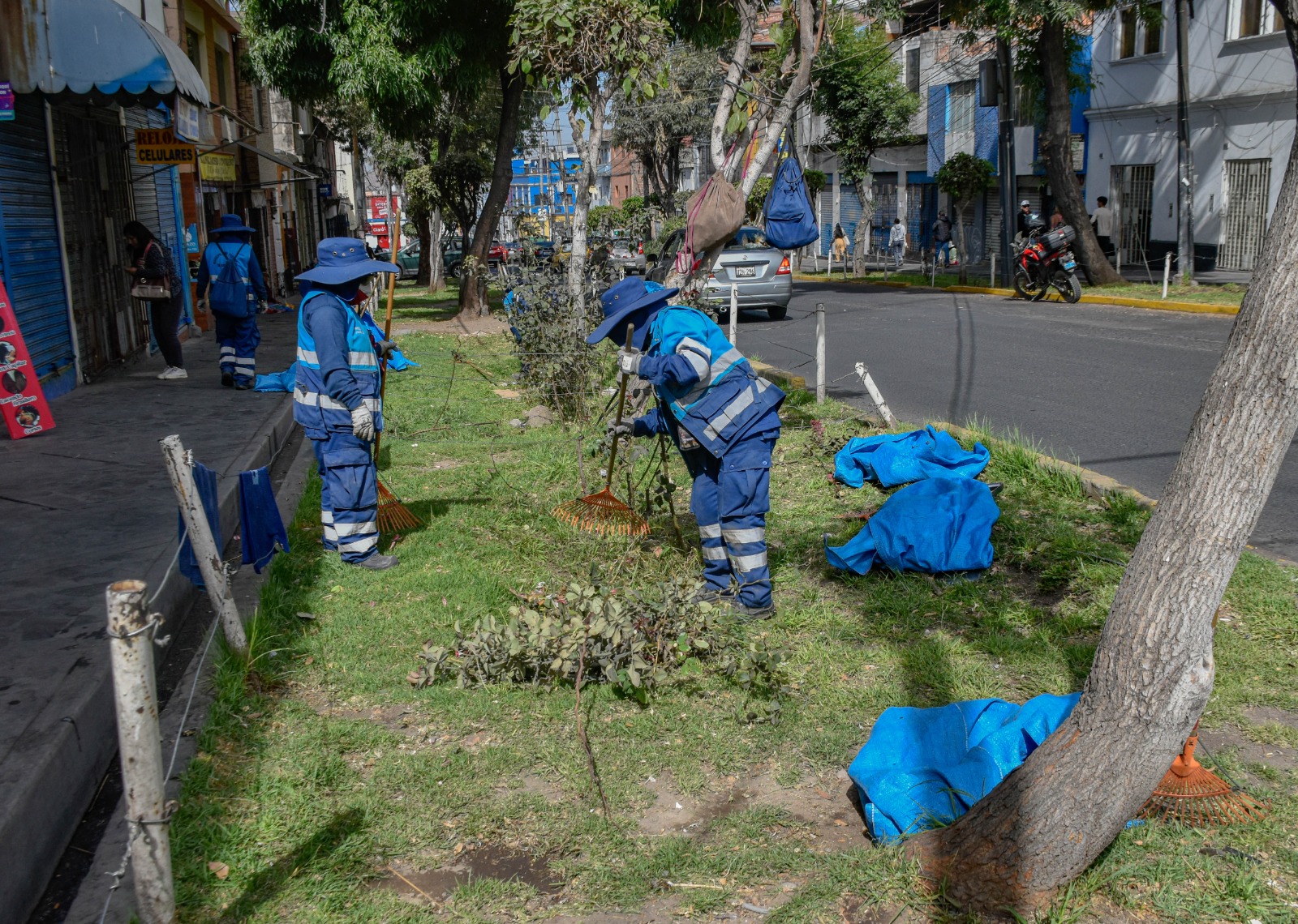 Recuperan áreas verdes y plantan 500 árboles en Av. Mariscal Castilla