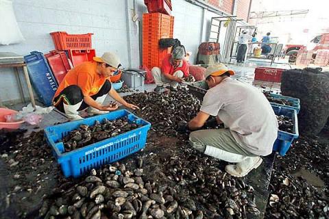 Prohíben extracción y comercialización temporal del choro en todo el litoral