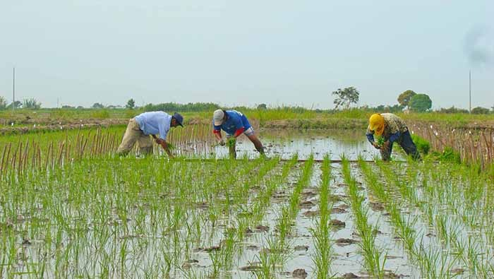 Midagri declaró el 3 de octubre como el Día Nacional del Arroz