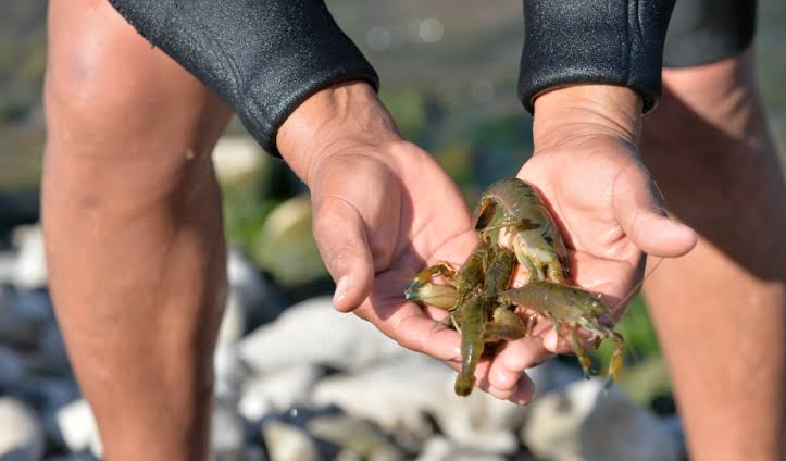 Este es el peor año para el camarón en Arequipa