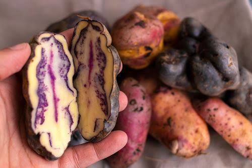 Papa peruana conquista paladares en el mundo