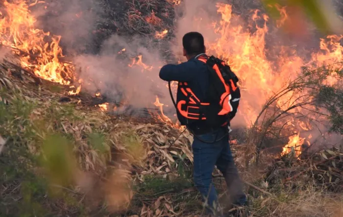 Un herido, animales muertos y más de 1 200 ha consumidas en incendio