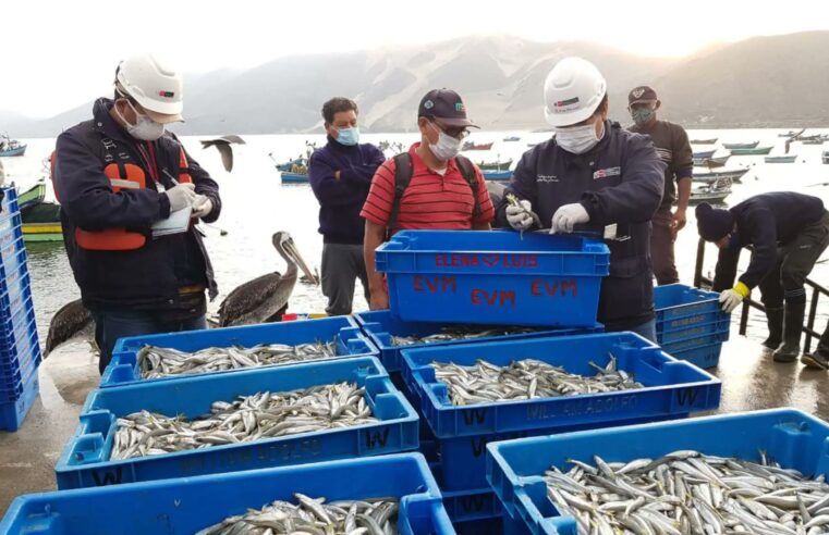 Establecen veda reproductiva del recurso pejerrey por 30 días