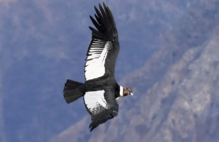 El cóndor andino alza vuelo en Arequipa por el  IV Festival Nacional del Cóndor Andino