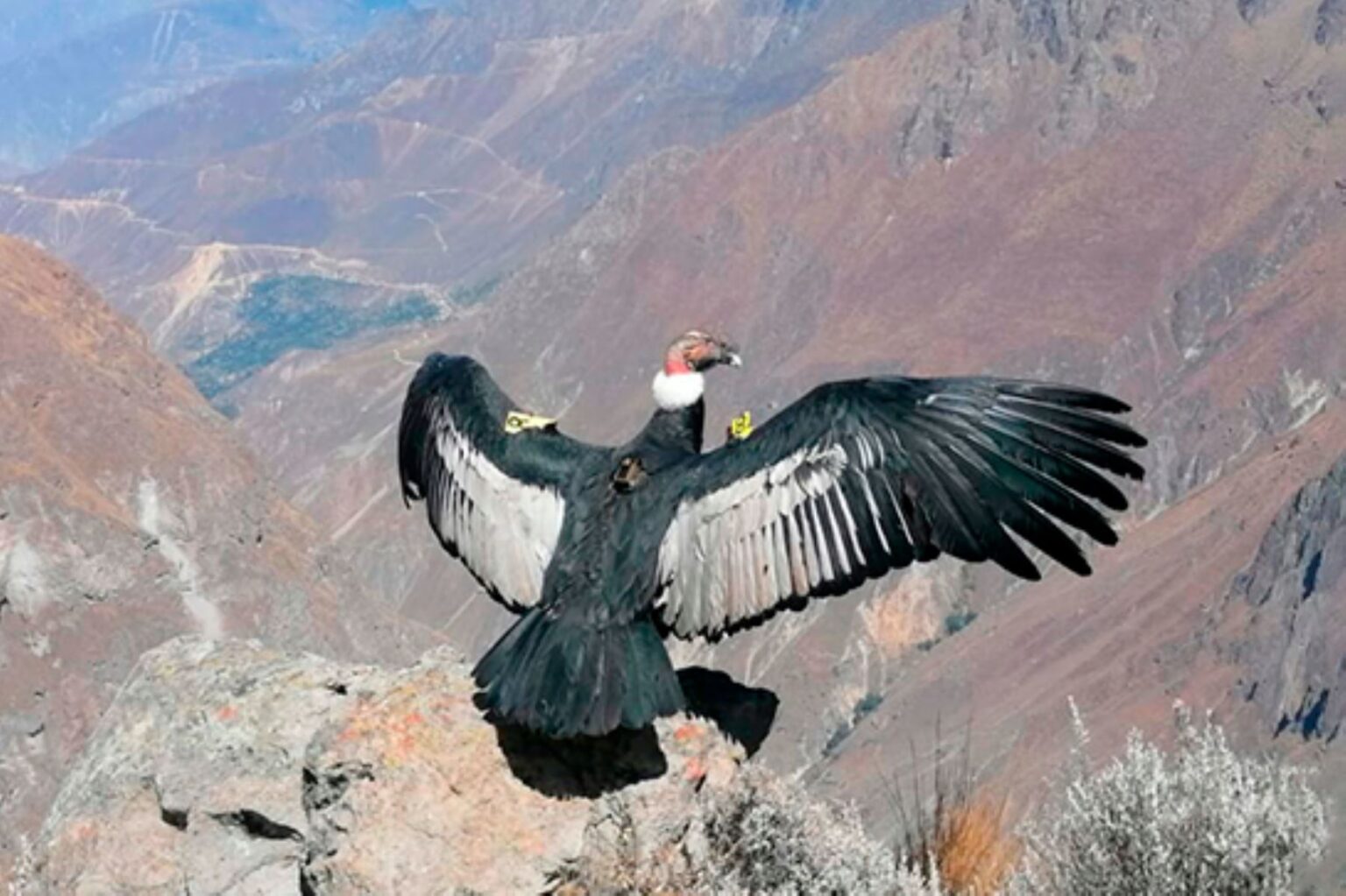 El cóndor andino alza vuelo en Arequipa por el IV Festival Nacional del ...