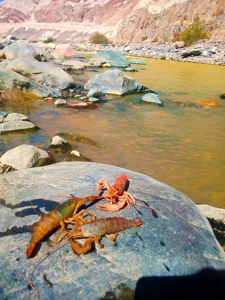 Ríos enfermos, el peor año para el camarón en Arequipa