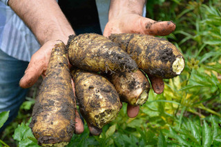 Racacha, el delicioso tubérculo andino que ofrece múltiples beneficios