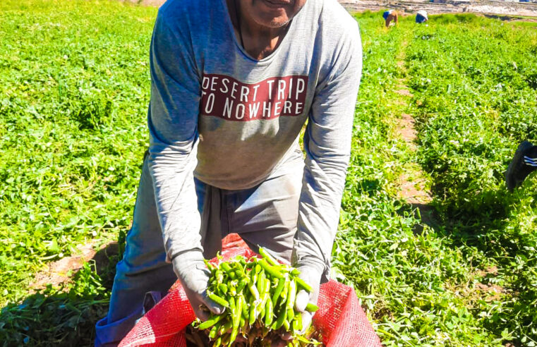 Agricultura familiar en Perú, un sector clave en la seguridad alimentaria