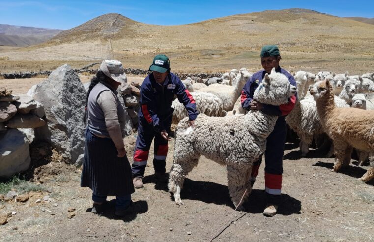 Amplían ejecución de proyecto de camélidos en Caylloma ante lento avance