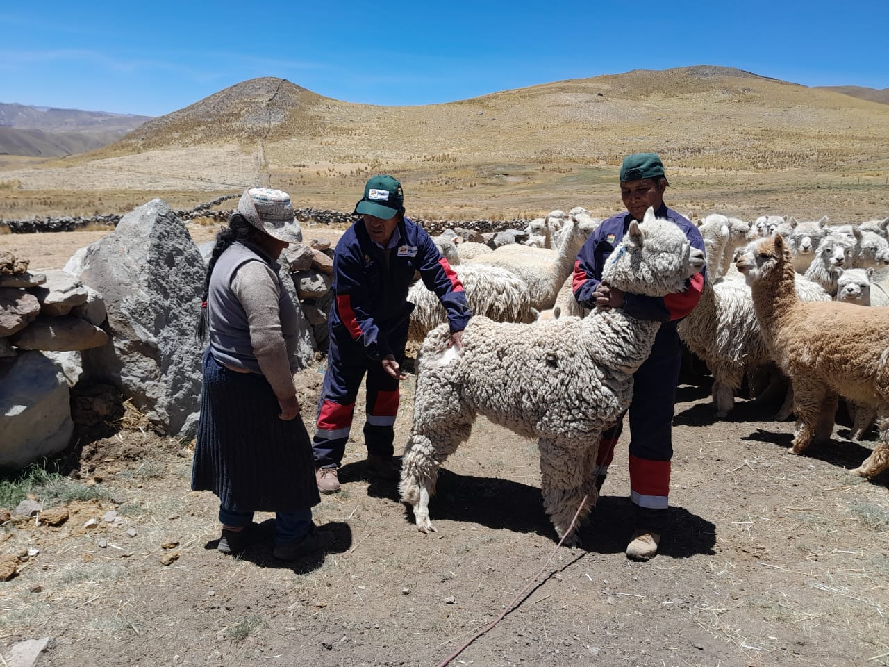 Amplían ejecución de proyecto de camélidos en Caylloma ante lento avance