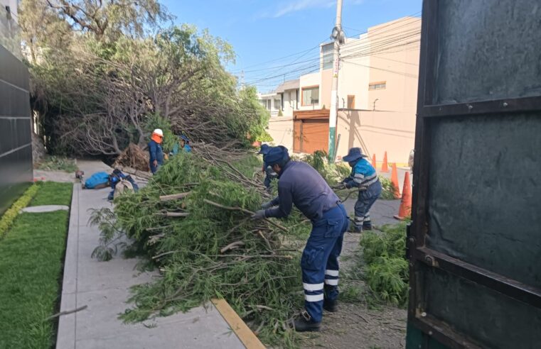 MPA retiró árbol caído en calle Luna Pizarro de la Urb. Vallecito