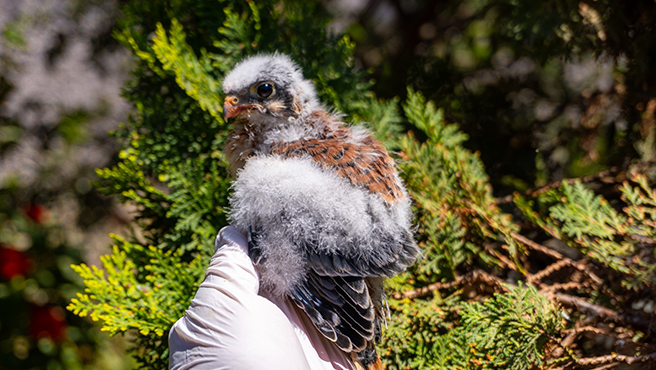 Rescatan tres ejemplares de cernícalo americano