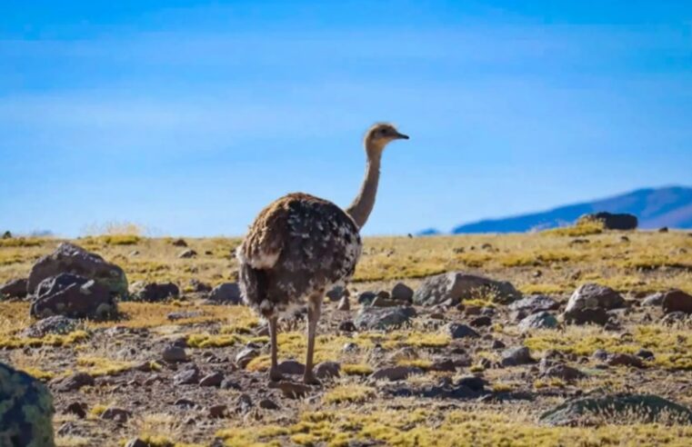 Registran más de 300 suris en censo realizado en tres regiones del sur