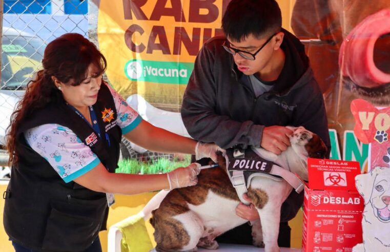 Campaña antirrábica en Arequipa no alcanzará meta por falta de recursos y baja participación