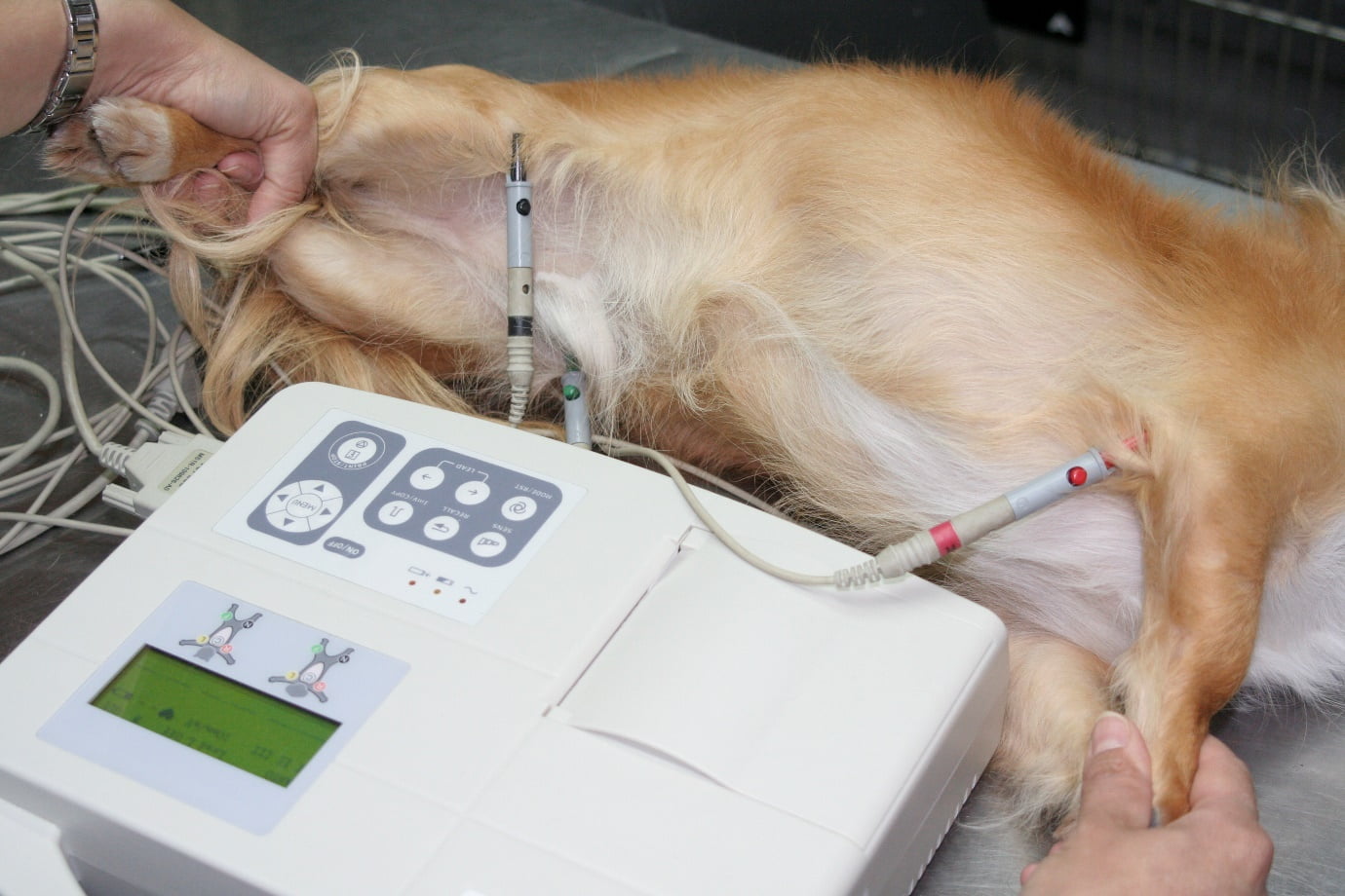 Perros con males cardíacos va en aumento