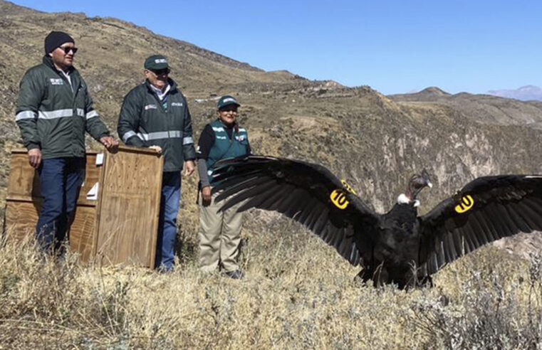 Tener a un cóndor en cautiverio se sanciona hasta con S/ 160 mil 500