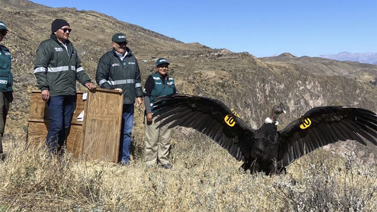 El cóndor andino alza vuelo en Arequipa por el IV Festival Nacional del ...