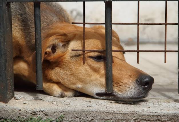 Criaderos clandestinos hacen que perros vivan menos