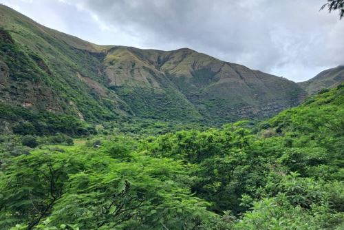 Reforestarán área de conservación en Bolívar con 10 000 plantones